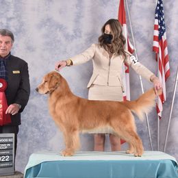 Kimber - Golden Retriever