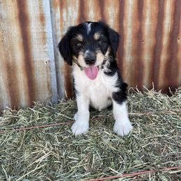 Boy 1 - Black tri-color Aussiedoodle puppy in Payson, Utah from The Hoppers Back 40