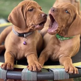 Girl 5th pick - Golden rust female Vizsla puppy in Boaz, Alabama from MountainTop Vizslas