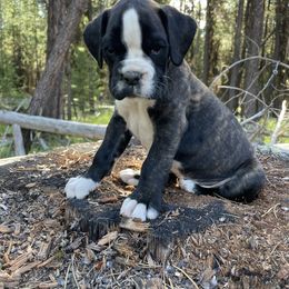 Astro - Brindle male Boxer puppy in Marion, Montana from Serendipity's European Boxers