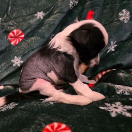 Max - Black and white male Chinese Crested puppy in Utah from Mlee puppies