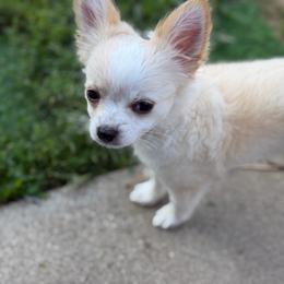 Gem AKC - Cream and white male Chihuahua puppy in Amity, Pennsylvania from Rhoda and Verna