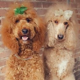 Goldendoodles and Poodles from Leash On Love