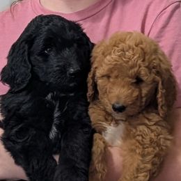 Indigo -Light Blue Collar - Black and white male Aussiedoodle puppy in Mc Minnville, Tennessee from WilderAcre