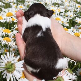 Aussiedoodle Puppies from DuWoof
