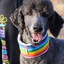 Chihuahua and Poodle Puppies from October Glory Standard Poodles