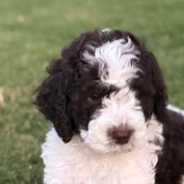 Biscuit - Brown and white male Sheepadoodle puppy in Inman, South Carolina from Mossy Doodles LLC