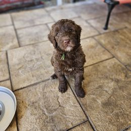 Green-boy - Chocolate Goldendoodle puppy in Port Saint Lucie, Florida from Lucie Doodles FL