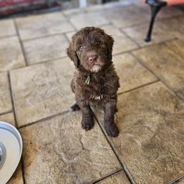 Green-boy - Chocolate Goldendoodle puppy in Port Saint Lucie, Florida from Lucie Doodles FL