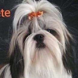 Pete - Shih Tzu
