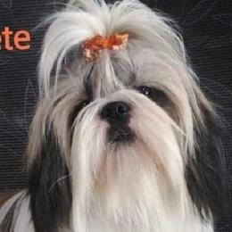 Pete - Shih Tzu