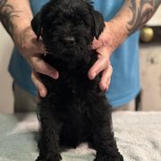 Boy 4 - Black Standard Schnauzer puppy in Thurmont, Maryland from Die Nassen Baerte