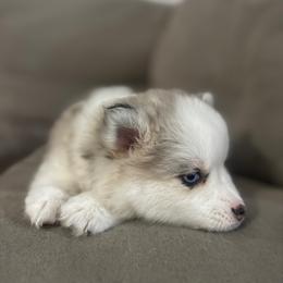 Thumper - Merle female Pomsky puppy in West Sacramento, California from Pinkie's Pomskies