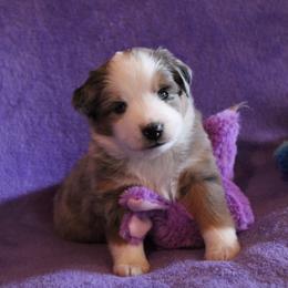Miniature Australian Shepherd Puppies from Free Spirit Ranch