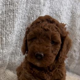 Goldendoodle Puppies from High Desert Doodles - the original
