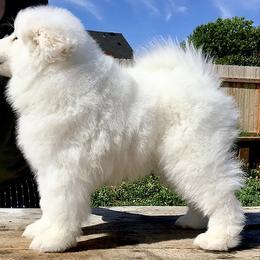 Samoyed Puppies from Long Run Samoyeds