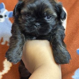 Dallas - Brindle male Shih Tzu puppy in Roseville, Michigan from Diamond Paws LLC