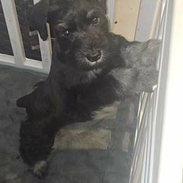 Zac AKC - Black male Miniature Schnauzer puppy in Las Vegas, Nevada from Byrd's House