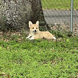 Pembroke Welsh Corgi Puppies from Newlands Insane Danes and Corgis