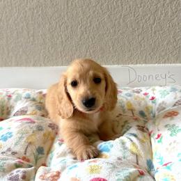 Harold - Cream male Dachshund puppy in Molino, Florida from Dooney's Dachshunds