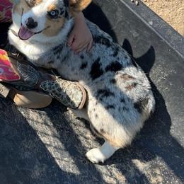 American Corgi All Grown Up from Elmiphyr Corgis