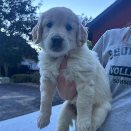 Mr. Green - Light golden male Golden Retriever puppy in Gaston, Oregon from Trillium Spring's Goldens