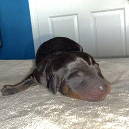 Donu - Black and tan male Dachshund puppy in Newton, North Carolina from Sagebrush Doxies