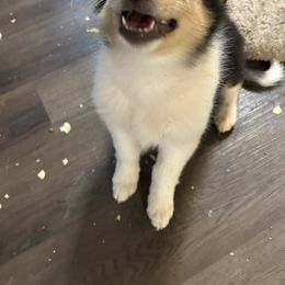 Benson - Black white and tan male Collie puppy in Abilene, Texas from Regal Lassie's