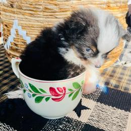 German Shepherd and Miniature American Shepherd Puppies from Bouchard’s Best Shepherds