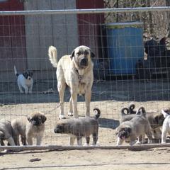 Anatolian Pyrenees from Brotherton Family Farms
