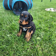 Gordon Setter Puppies from Tom McCleary