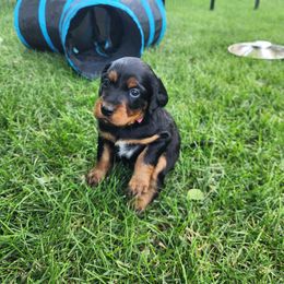 Gordon Setter Puppies from Tom McCleary