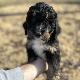 Ariel - Tri-color Bernedoodle puppy in Arab, Alabama from ConkleDoodlePoos