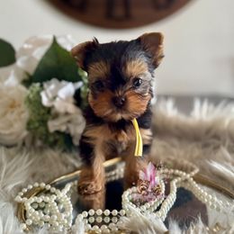 Citrine (Mini Shop and Hocus Pocus Lineage) - Black and tan female Yorkshire Terrier puppy in Pittsburg, California from Crystal Garden Yorkies