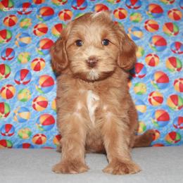 Lilac - Caramel female Australian Labradoodle puppy in Hackettstown, New Jersey from Sunny Heart Doodles