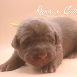 Yellow Girl - Chocolate female Labrador Retriever puppy in Capron, Virginia from Triple Creek Kennel