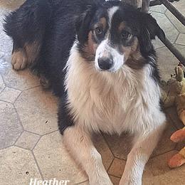HEATHER - Black tri-color female Australian Shepherd puppy in Elk Creek, Missouri from Hearts on Fire Australian Shepherds