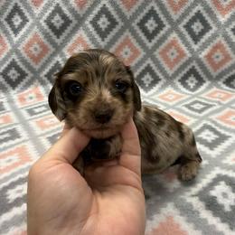 GIRL 3 - Dapple female Dachshund puppy in Hoover, Alabama from Tide Town Doxies