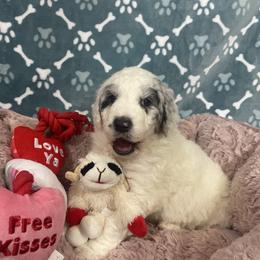 Boy-4 - Blue merle male Aussiedoodle puppy in Grants Pass, Oregon from Love my doodles/ Aussiedoodle love