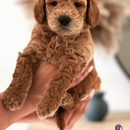 Goldendoodle Puppies from The Golden Honey