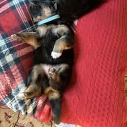 German Shepherd Puppies from Salty Raccoon Ranch German Shepherds