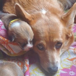 Pembroke Welsh Corgi Puppies from Rose Water Corgis