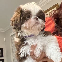 Shih Tzu Puppies from Mayra’s Shih Tzus
