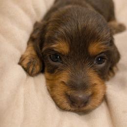 Fritz - Chocolate and tan male Dachshund puppy in Lubbock, Texas from Wagging Tails