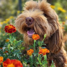 Australian Labradoodles from Freedom Ridge Labradoodles