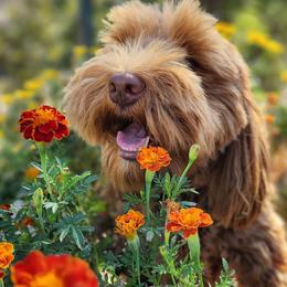 Australian Labradoodles from Freedom Ridge Labradoodles