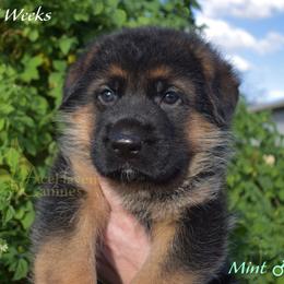 Mint - Black and red male German Shepherd puppy in Orlando, Florida from AceHaven Canines