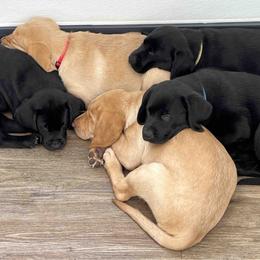 Labrador Retriever Puppies from Branley's Riverside Labradors