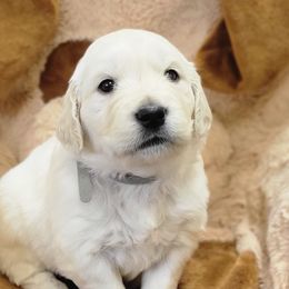 Golden Retrievers from Oregon's Legendary Goldens