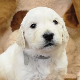 Golden Retrievers from Oregon's Legendary Goldens
